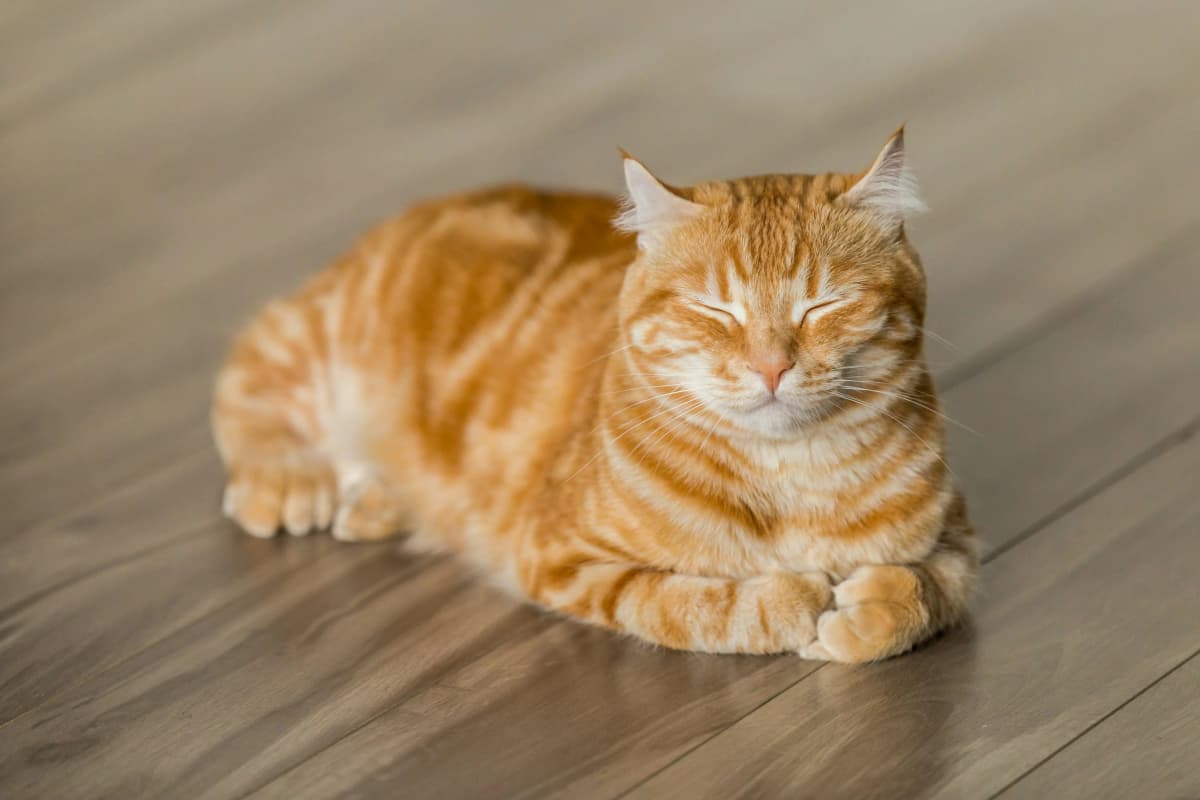 Тулузкач — кошка ищет дом в Томске