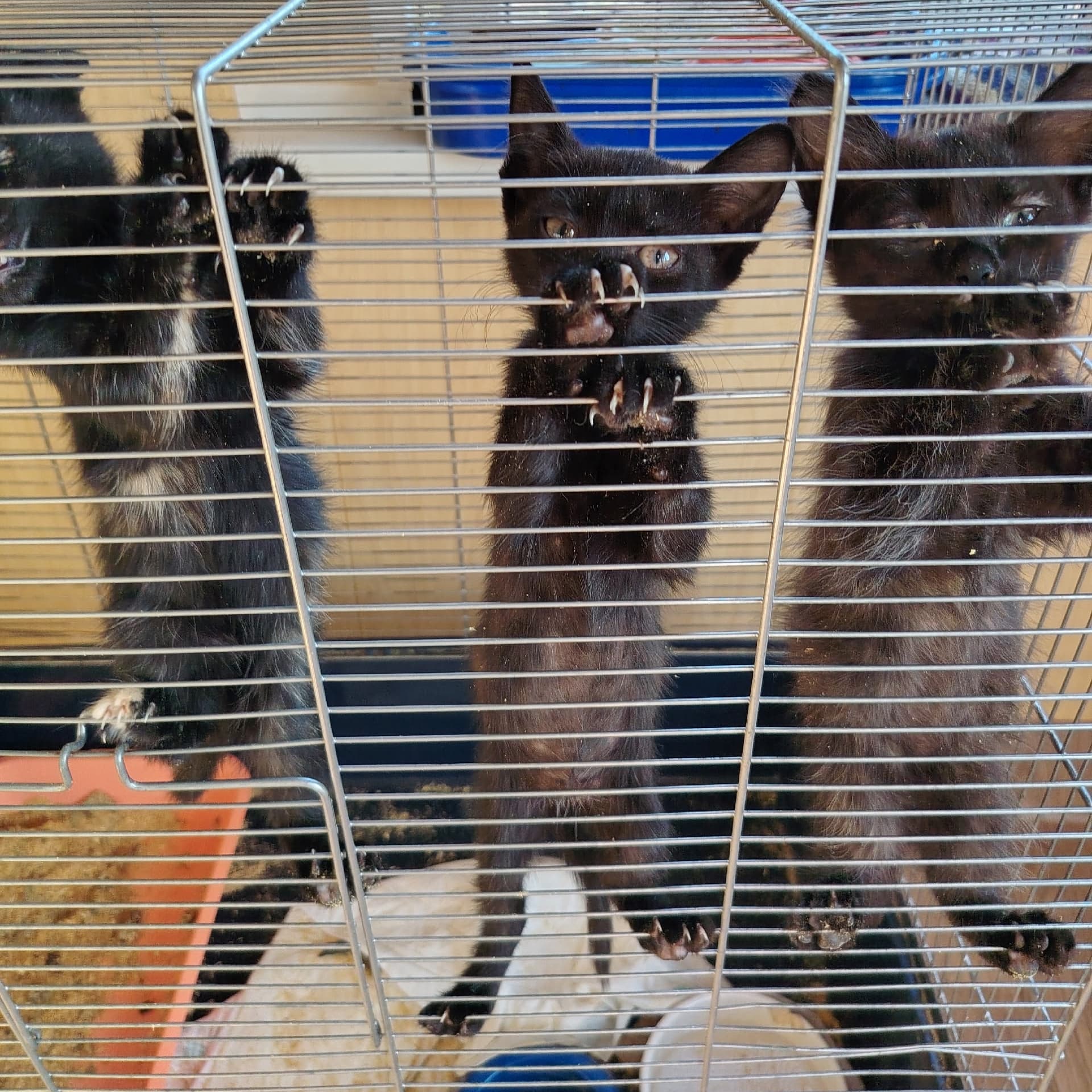 Котёнок