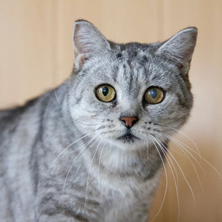 Ариэль — кошка ищет дом в Томске