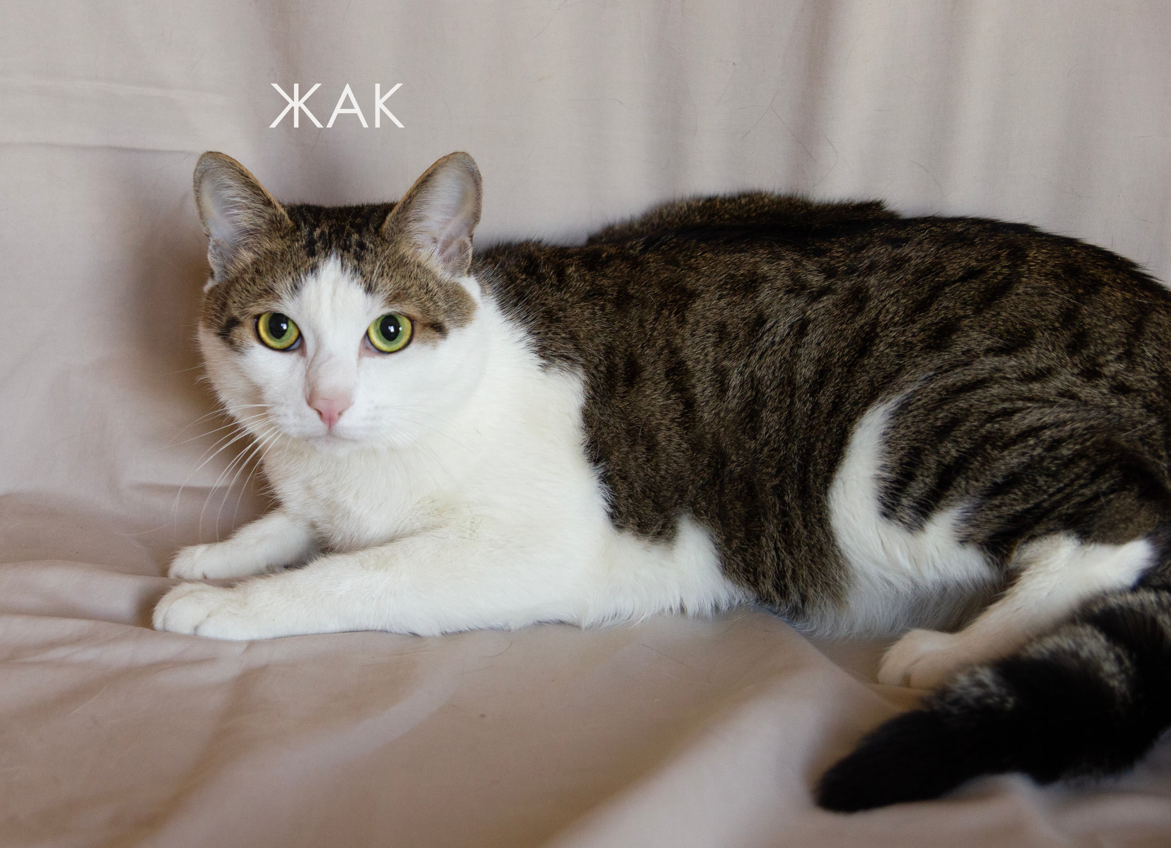 Жак — кот ищет дом в Томске