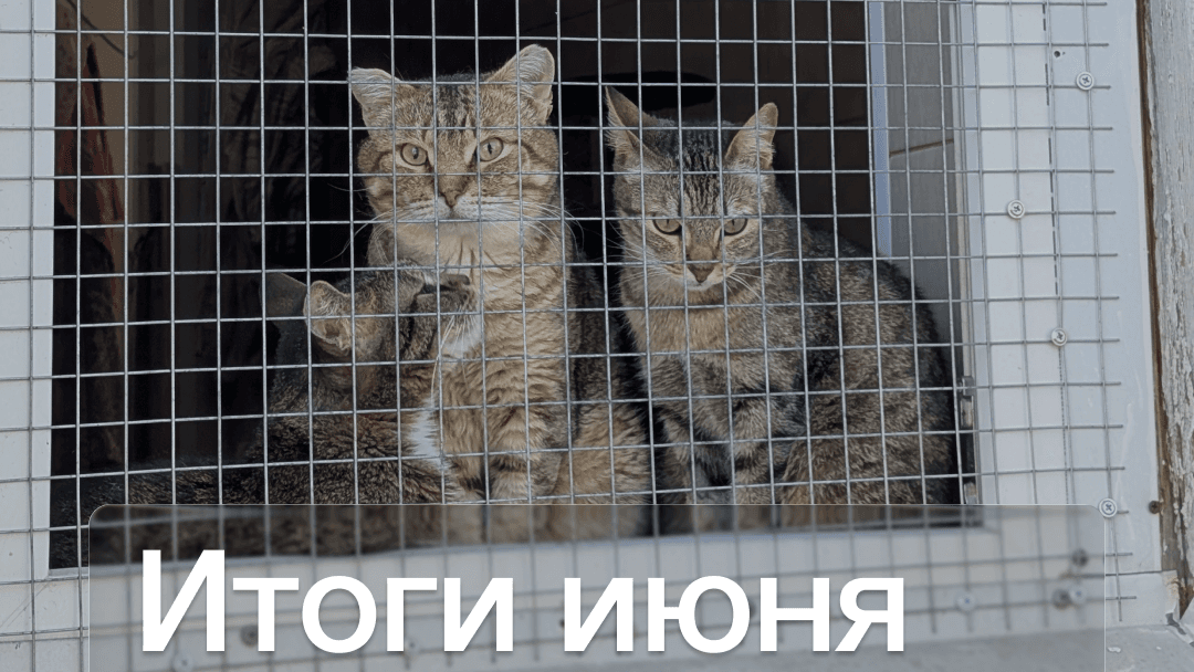 Июнь 2026: цифры, помощь и новые горизонты