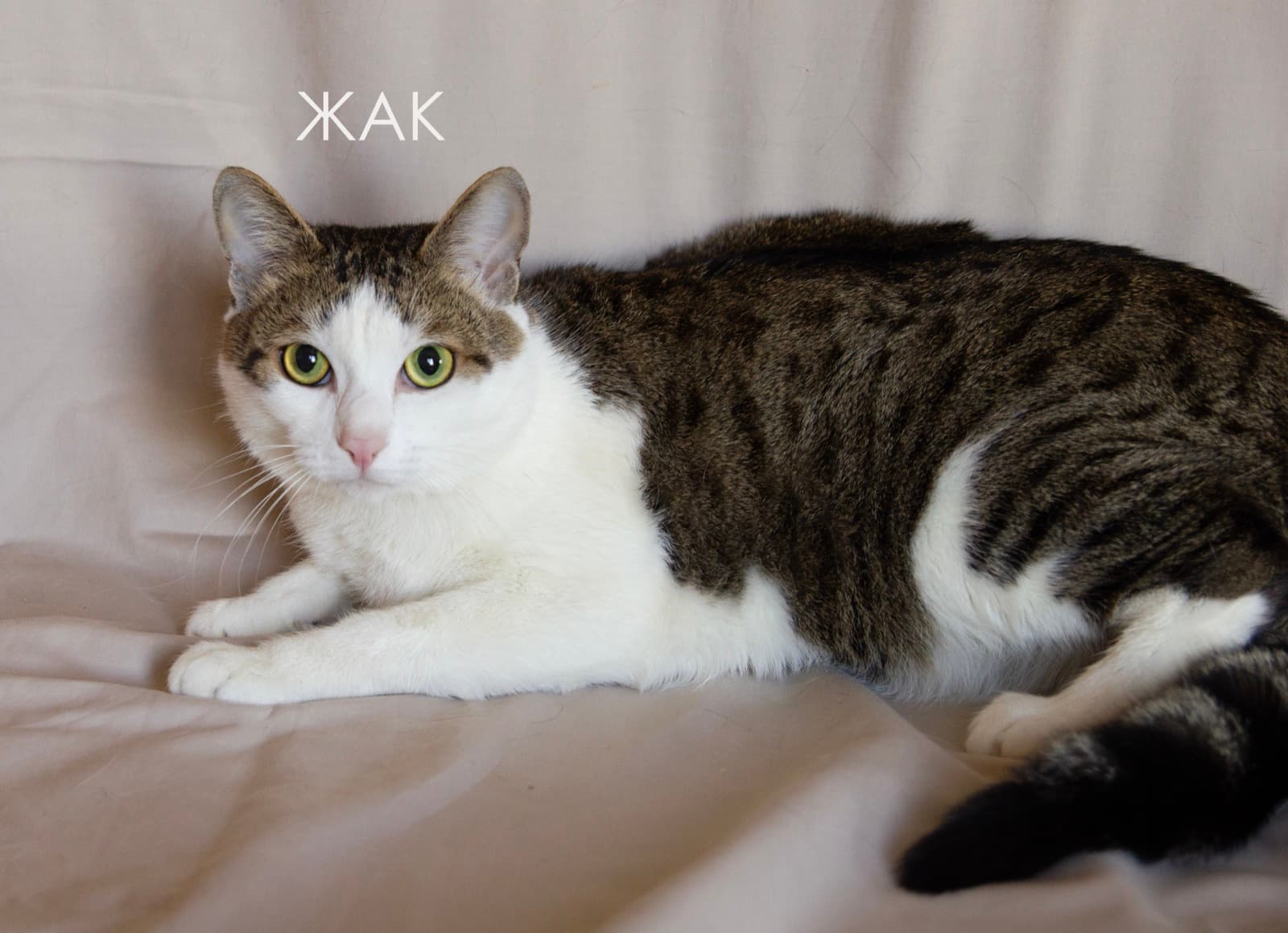 Кот Жак