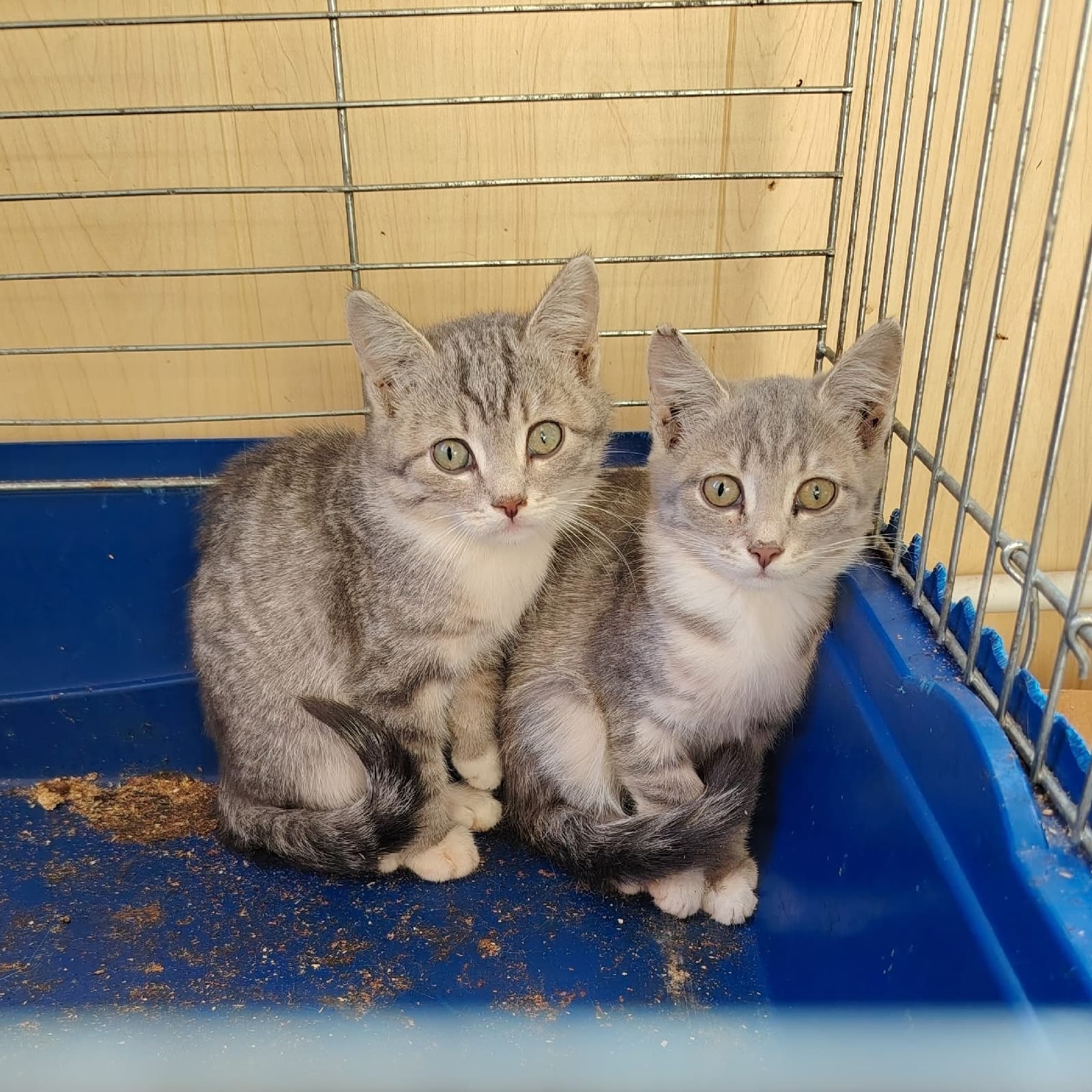 Котёнок